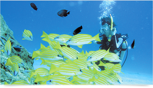Kanucha Resort produced environmentally sustainable action “E Yanbaru”