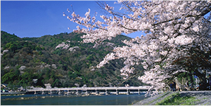 嵐山・金閣寺・奈良公園 Day Tour