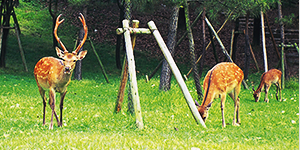 嵐山たっぷり3時間・奈良公園 Day Tour
